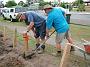 Taree-fence-b 017